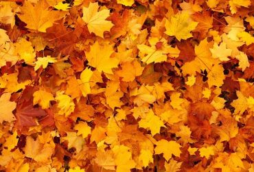 Clean Up Falls with The Best Leaf Collection Company