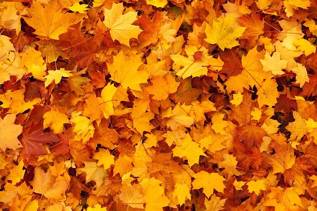Clean Up Falls with The Best Leaf Collection Company